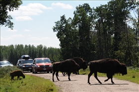 Elk Island NP